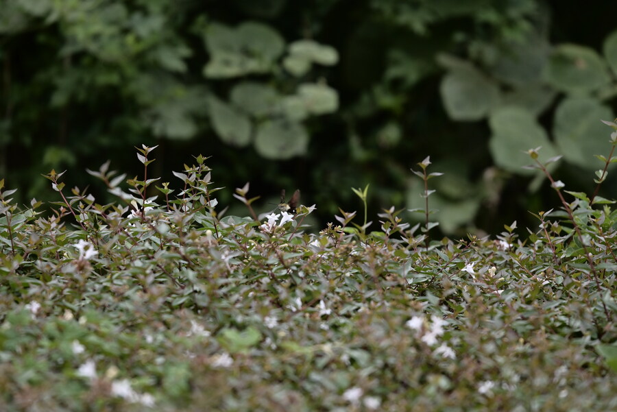 을숙도 (사진많음)_15.jpg