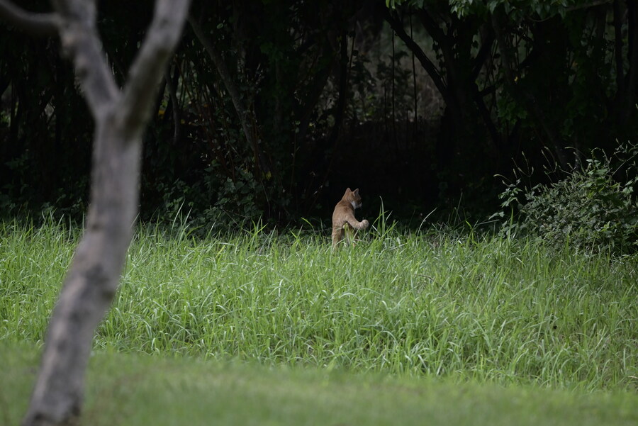 을숙도 (사진많음)_17.jpg