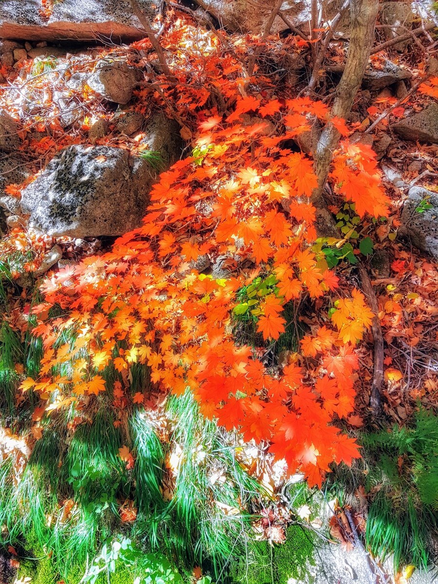 이번 가을엔 설악산 공룡능선으로 가보자고_84.jpg