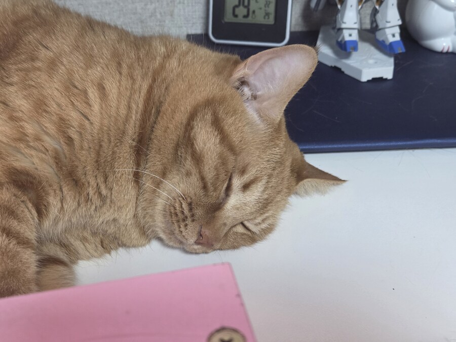 고양이로 삼행시 해보겠습니다_1.jpg