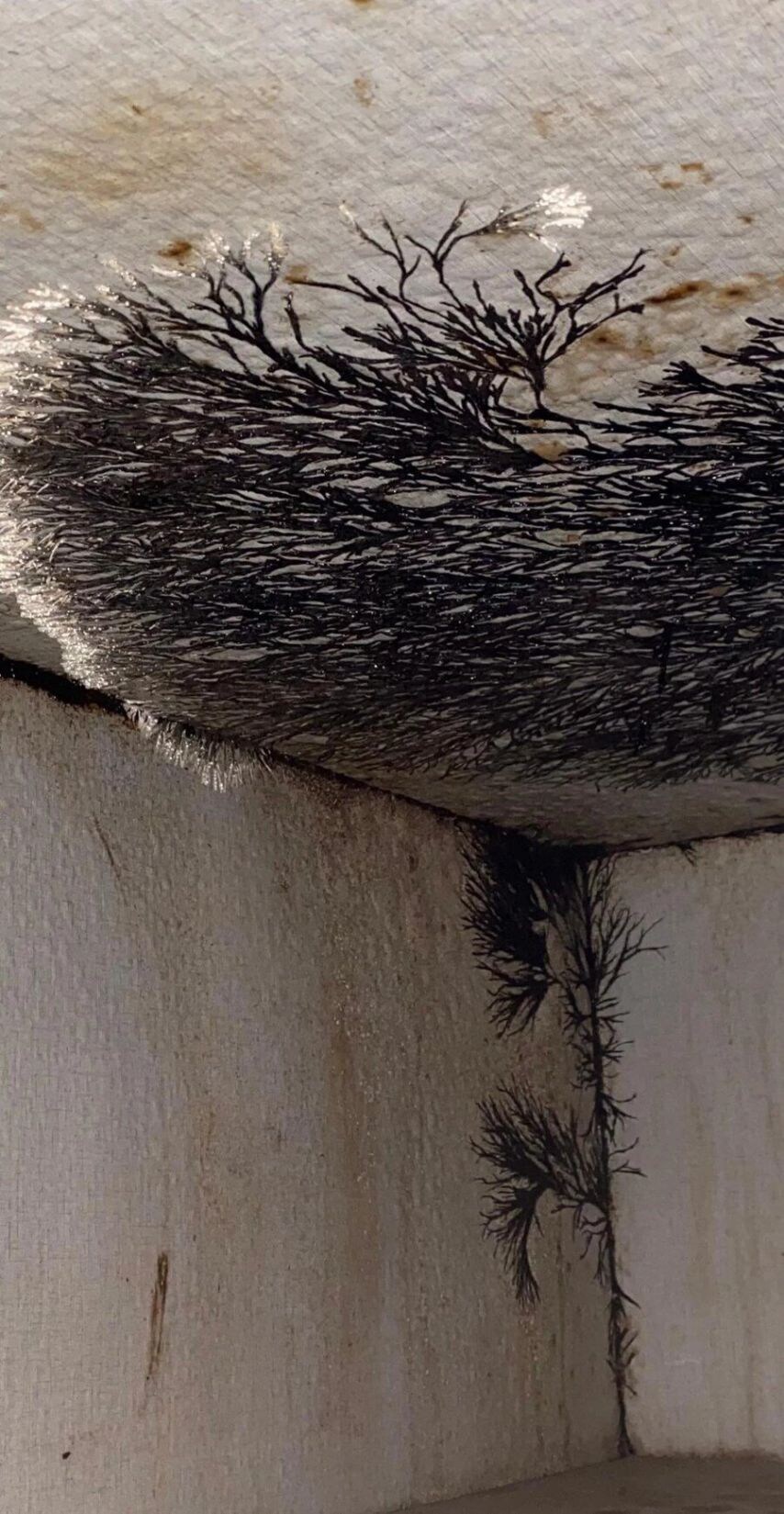 (혐) 집에서 자라난 곰팡이_1.jpg