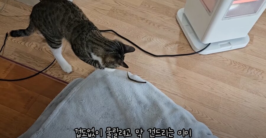 혐 주의) 시골에서 살 땐 고양이를 필수로 키워야 하는 이유_4.png