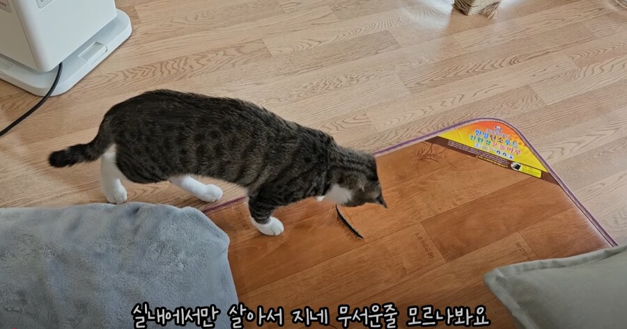 혐 주의) 시골에서 살 땐 고양이를 필수로 키워야 하는 이유_6.png