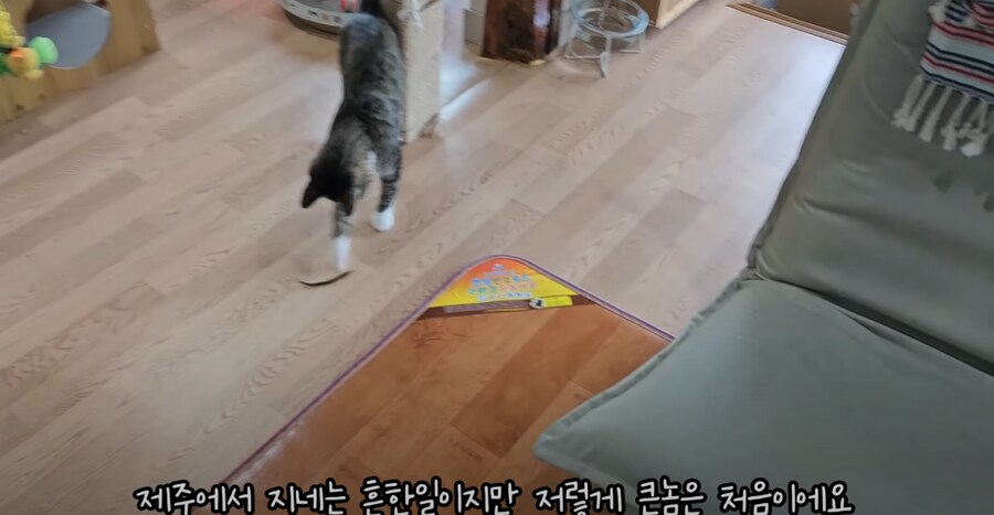 혐 주의) 시골에서 살 땐 고양이를 필수로 키워야 하는 이유_8.png