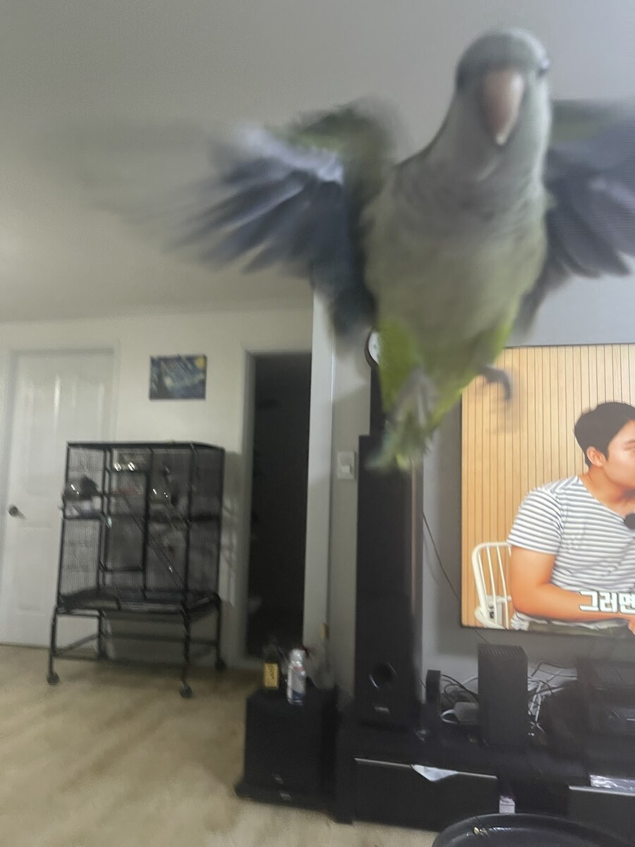 앵무새) 오 그래 어디 갔다 지금 왔다 이거지??_1.jpg