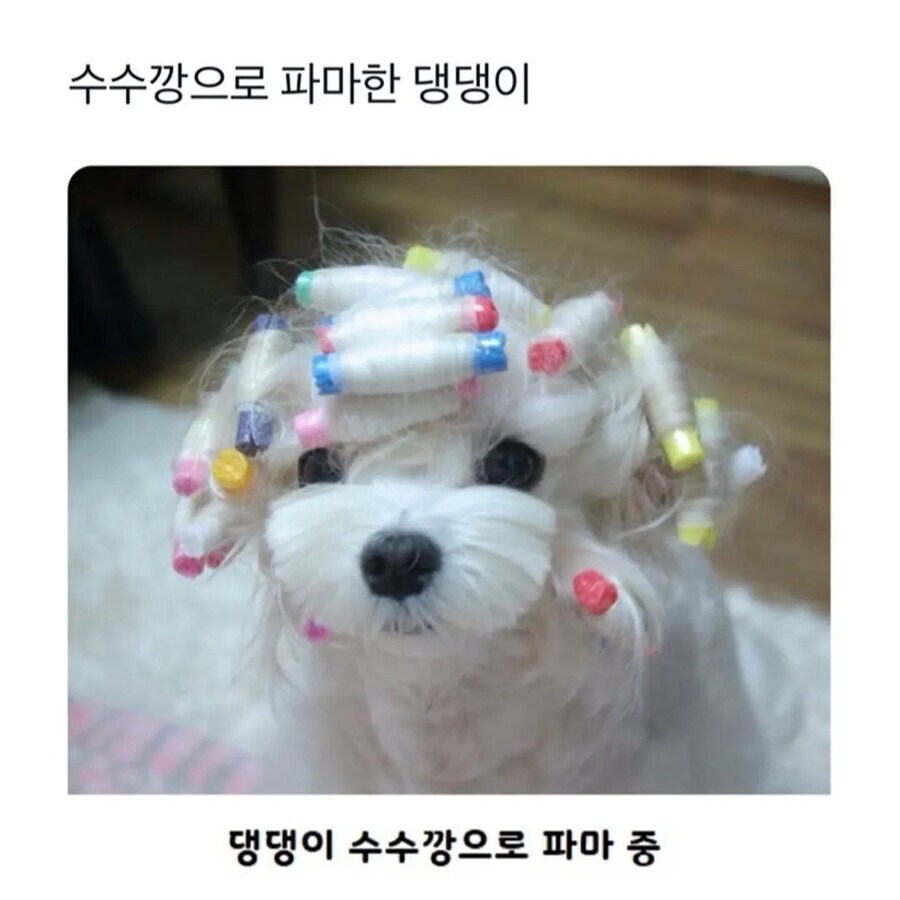 수수깡으로 펌 한 멍뭉이.jpg_1.jpg