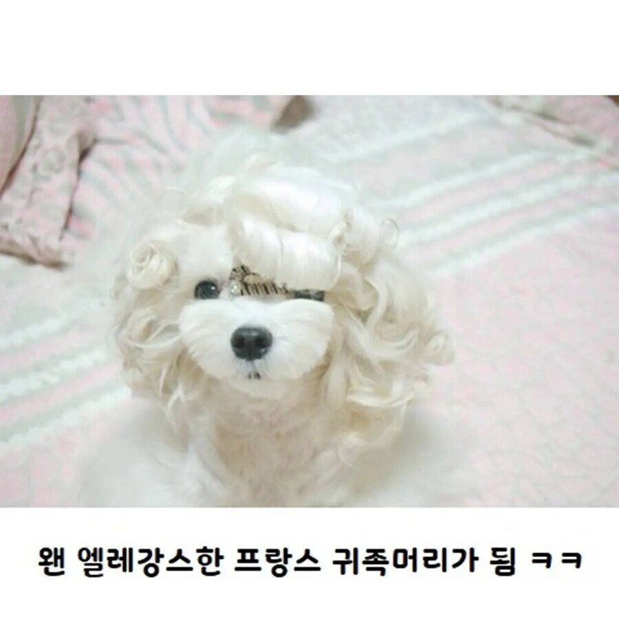 수수깡으로 펌 한 멍뭉이.jpg_3.jpg