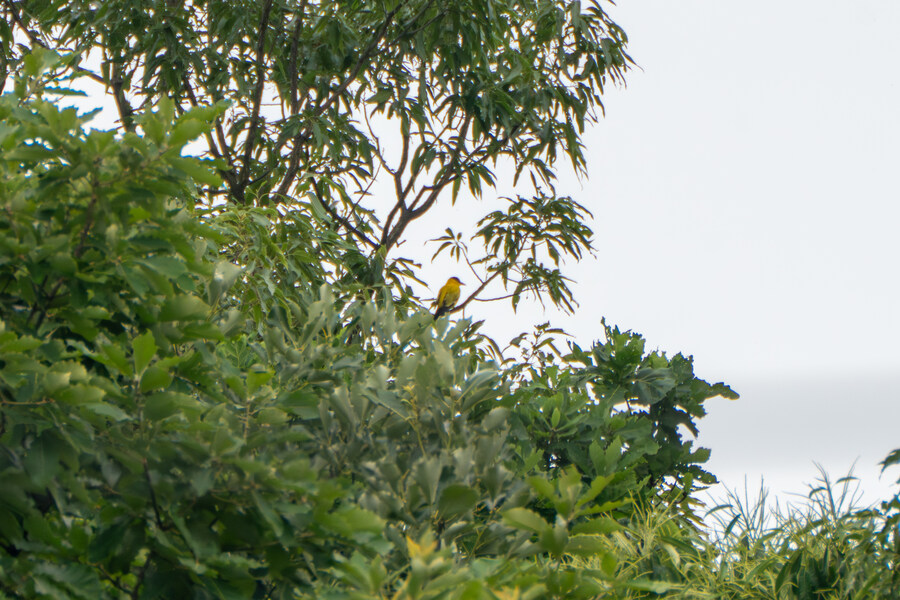 6월달 서울시립공원묘지 탐조_1.jpg