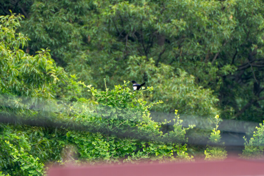 6월달 서울시립공원묘지 탐조_4.jpg