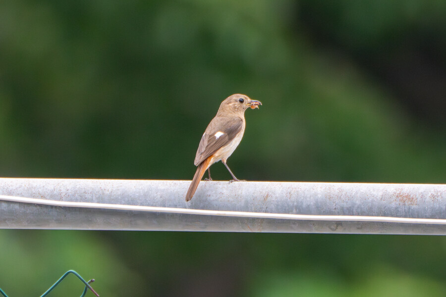 6월달 서울시립공원묘지 탐조_7.jpg