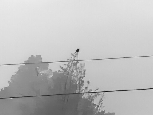 6월달 서울시립공원묘지 탐조_10.jpg