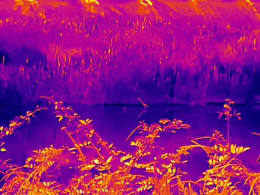 6월달 서울시립공원묘지 탐조_20.jpg