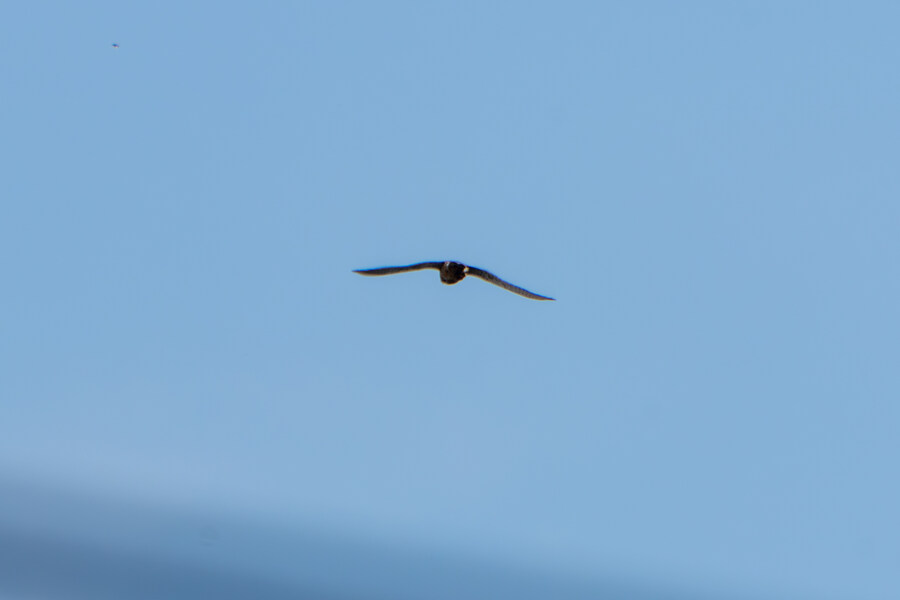 6월달 서울시립공원묘지 탐조_23.jpg