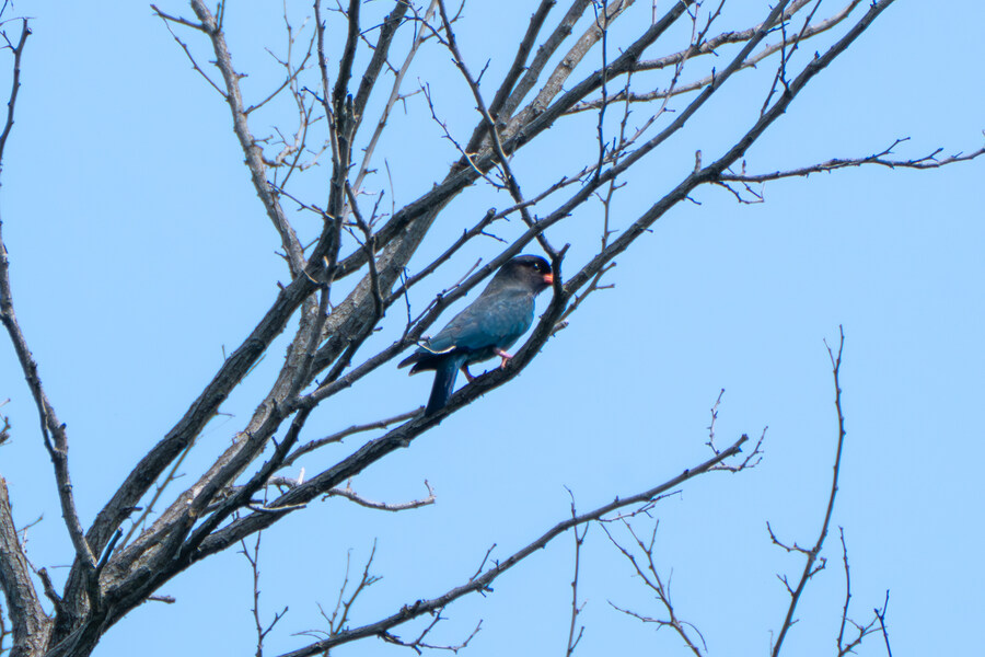 6월달 서울시립공원묘지 탐조_25.jpg