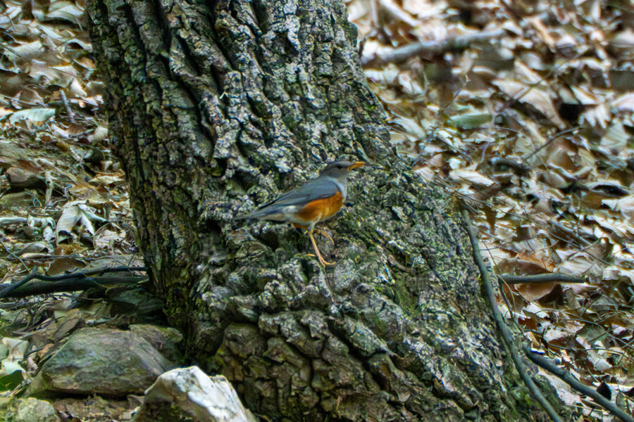 6월달 서울시립공원묘지 탐조_29.jpg