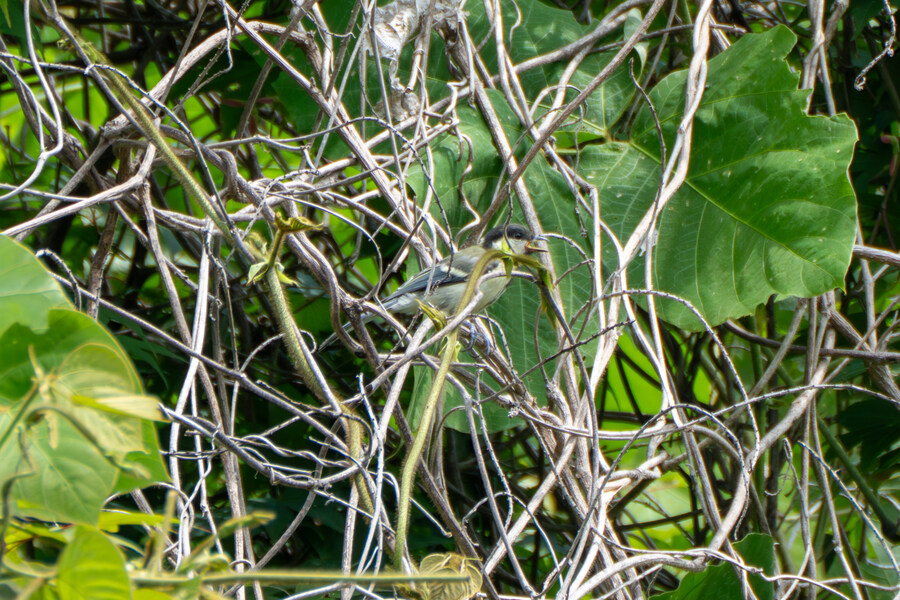 6월달 서울시립공원묘지 탐조_33.jpg