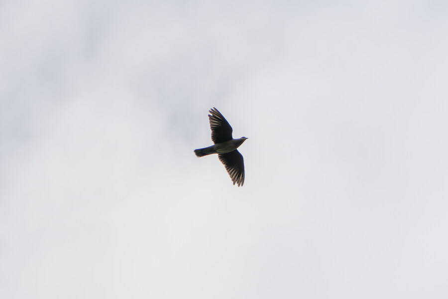 6월달 서울시립공원묘지 탐조_38.jpg