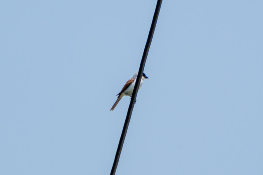 6월달 서울시립공원묘지 탐조_42.jpg