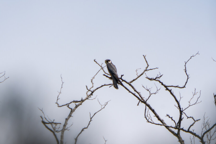 6월달 서울시립공원묘지 탐조_50.jpg