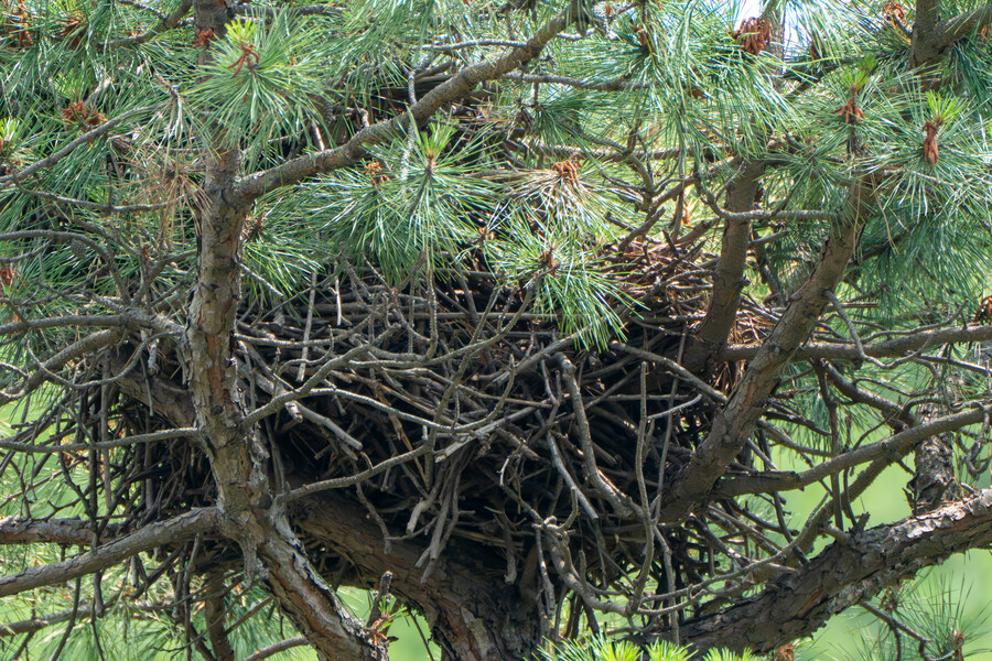 6월달 서울시립공원묘지 탐조_51.jpg