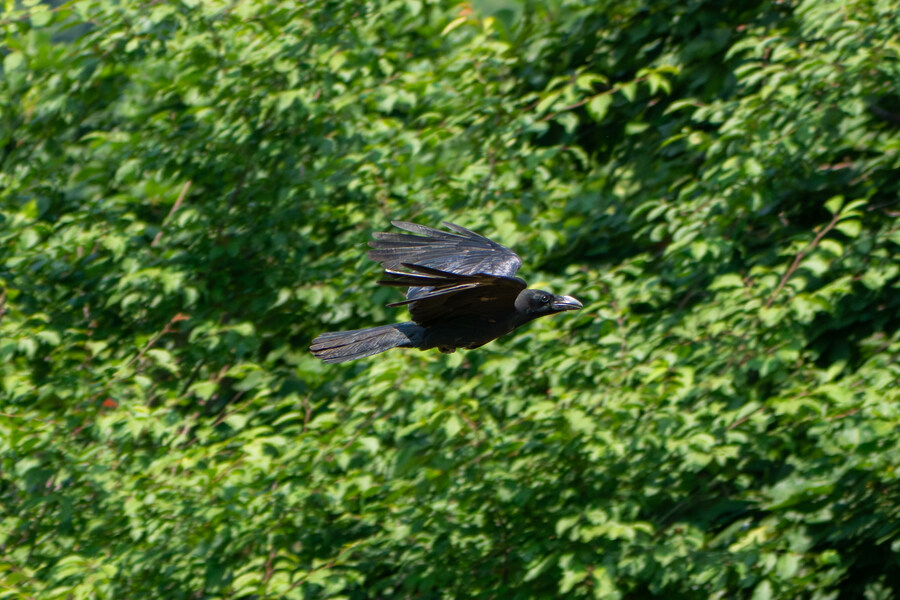 6월달 서울시립공원묘지 탐조_55.jpg