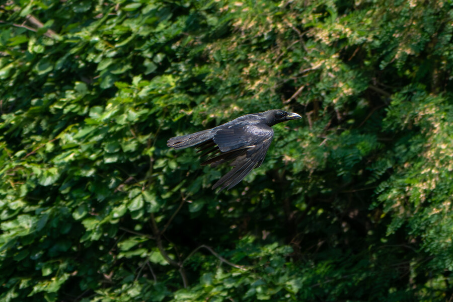 6월달 서울시립공원묘지 탐조_56.jpg