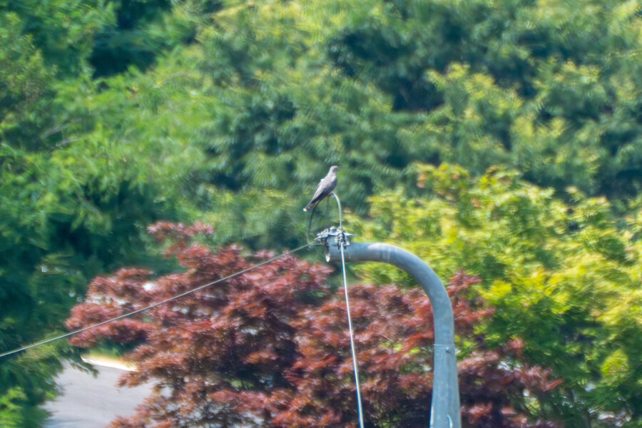 6월달 서울시립공원묘지 탐조_58.jpg