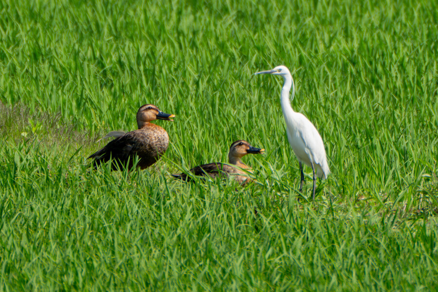 6월달 서울시립공원묘지 탐조_63.jpg