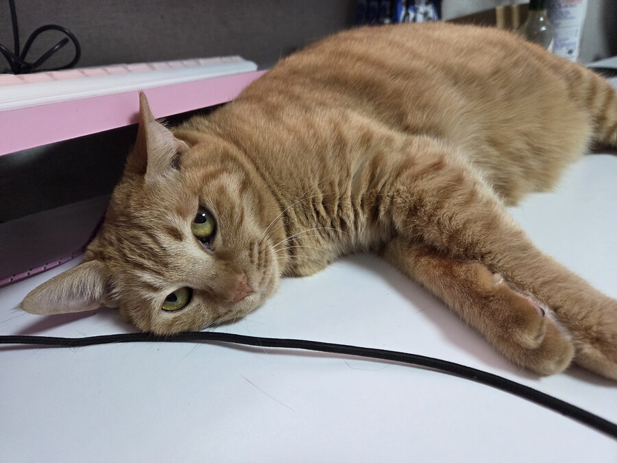 고양이 괴롭히는게 세상에서 제일 좋아요_1.jpg