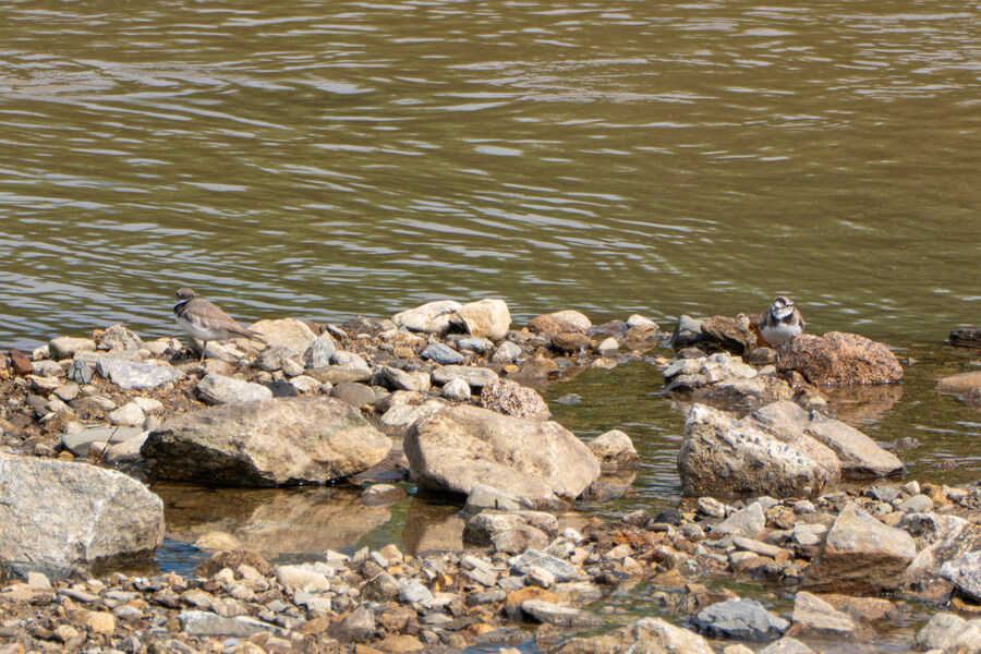6월, 가볍게 공릉천 탐조_6.jpg