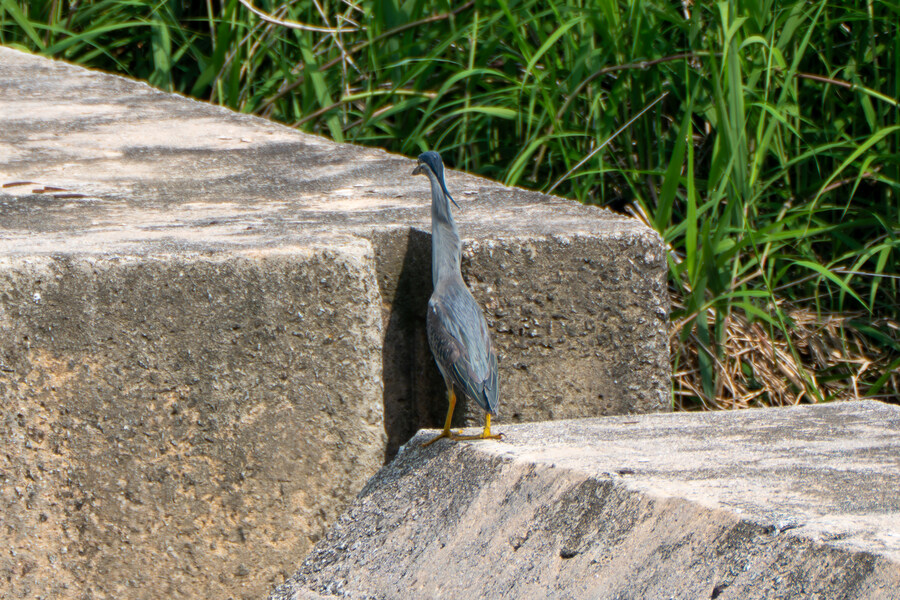 6월, 가볍게 공릉천 탐조_15.jpg
