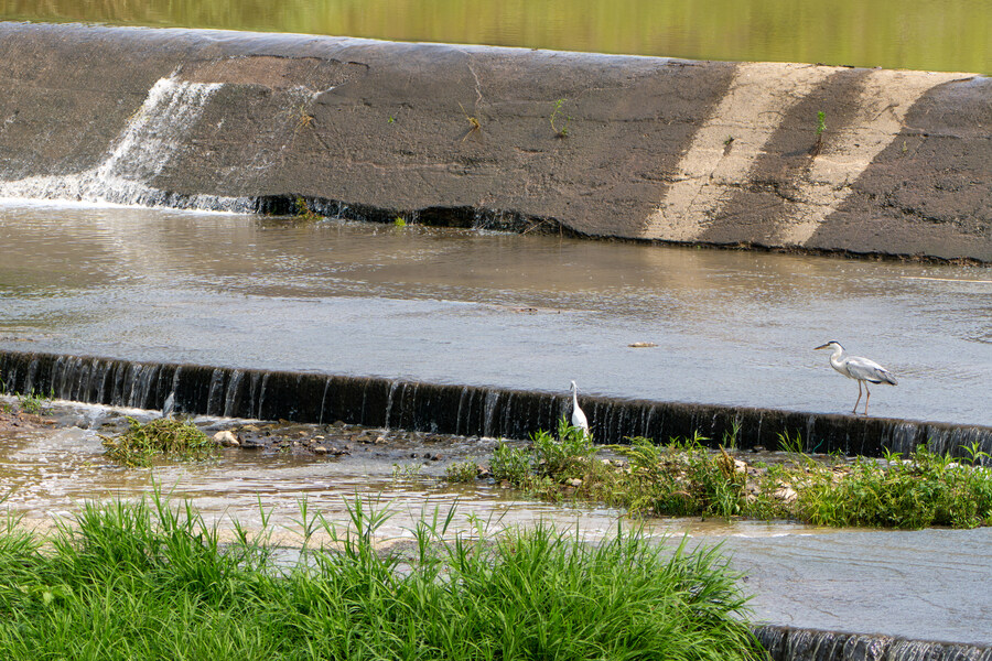 6월, 가볍게 공릉천 탐조_22.jpg