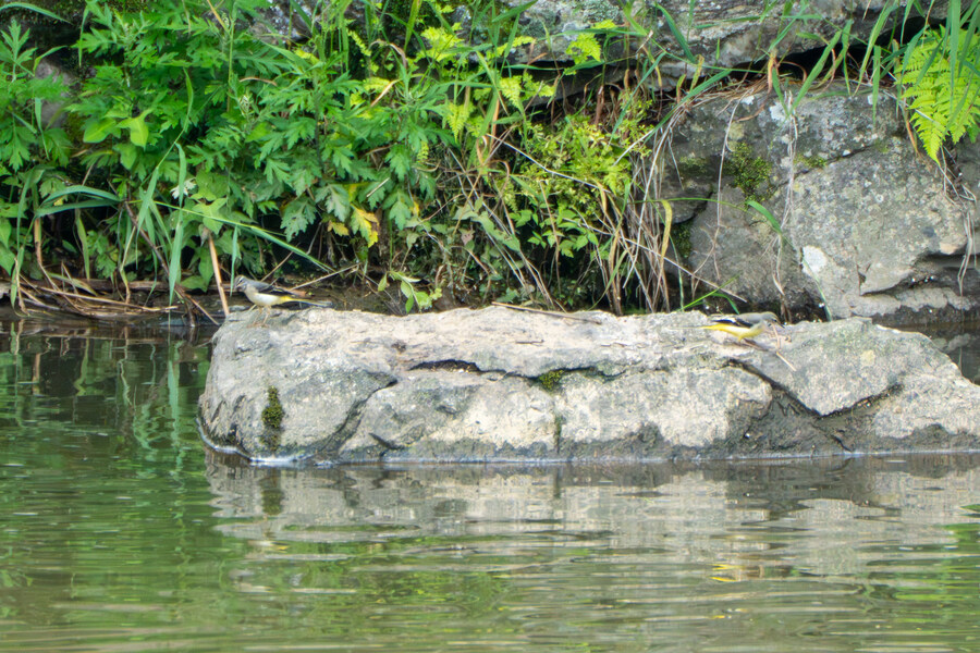 6월, 가볍게 공릉천 탐조_41.jpg