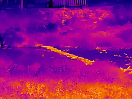 6월, 가볍게 공릉천 탐조_45.jpg