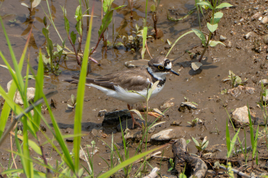 6월, 가볍게 공릉천 탐조_48.jpg