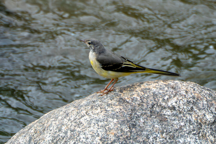 6월, 가볍게 공릉천 탐조_52.jpg