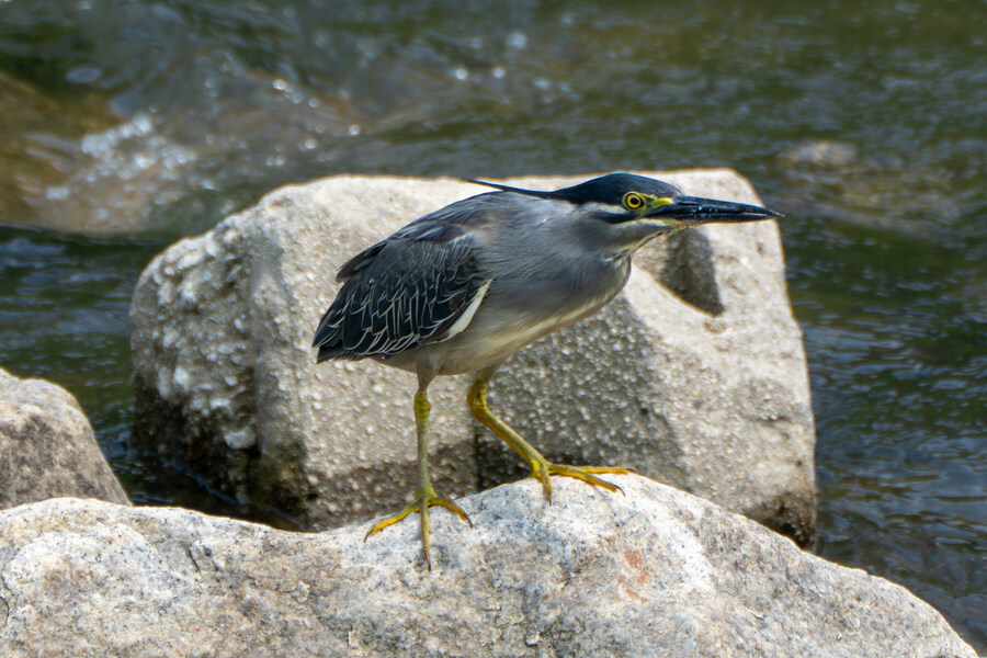 6월, 가볍게 공릉천 탐조_60.jpg
