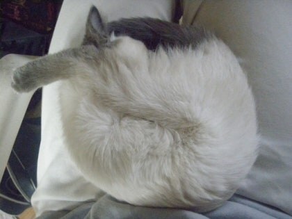 [오늘은 사랑이의 15살 생일입니다] (스압주)_17.jpg