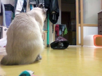 [오늘은 사랑이의 15살 생일입니다] (스압주)_27.jpg