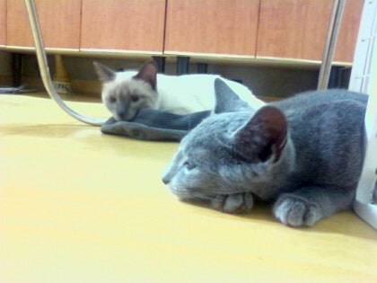 [오늘은 사랑이의 15살 생일입니다] (스압주)_30.jpg