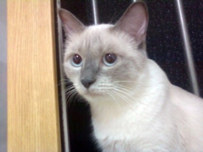 [오늘은 사랑이의 15살 생일입니다] (스압주)_33.jpg