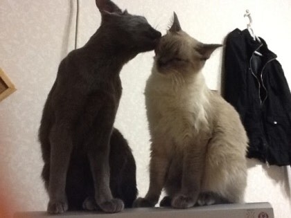 [오늘은 사랑이의 15살 생일입니다] (스압주)_50.jpg