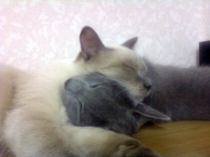 [오늘은 사랑이의 15살 생일입니다] (스압주)_42.jpg