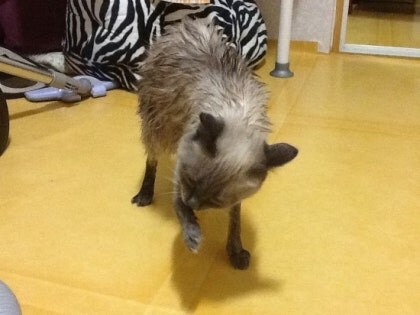 [오늘은 사랑이의 15살 생일입니다] (스압주)_56.jpg