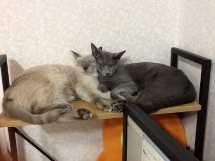 [오늘은 사랑이의 15살 생일입니다] (스압주)_48.jpg