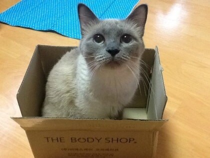 [오늘은 사랑이의 15살 생일입니다] (스압주)_71.jpg