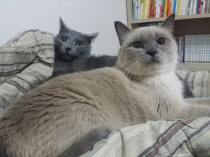 [오늘은 사랑이의 15살 생일입니다] (스압주)_72.jpg