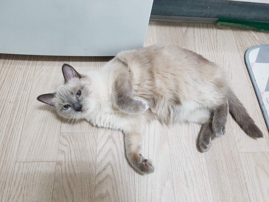 [오늘은 사랑이의 15살 생일입니다] (스압주)_79.jpg