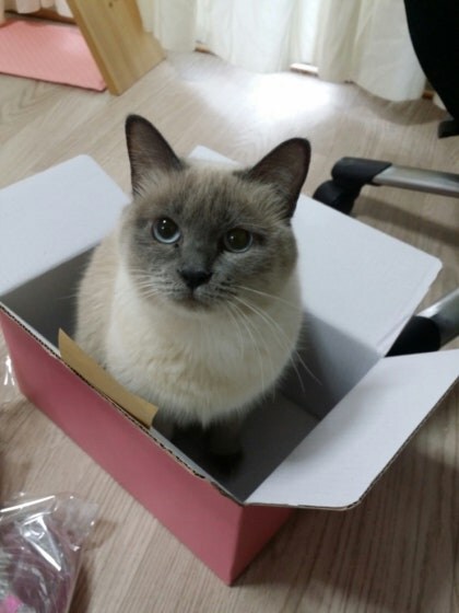 [오늘은 사랑이의 15살 생일입니다] (스압주)_80.jpg