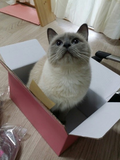 [오늘은 사랑이의 15살 생일입니다] (스압주)_81.jpg